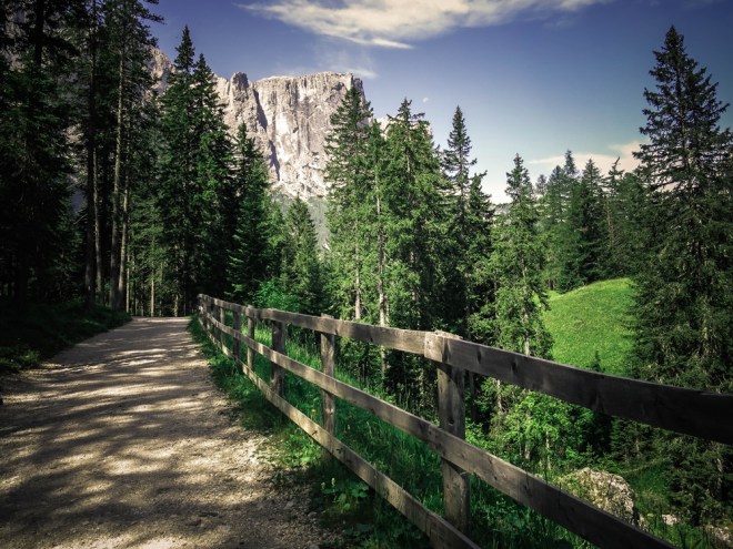 blog_dolomitenwandern-wald04