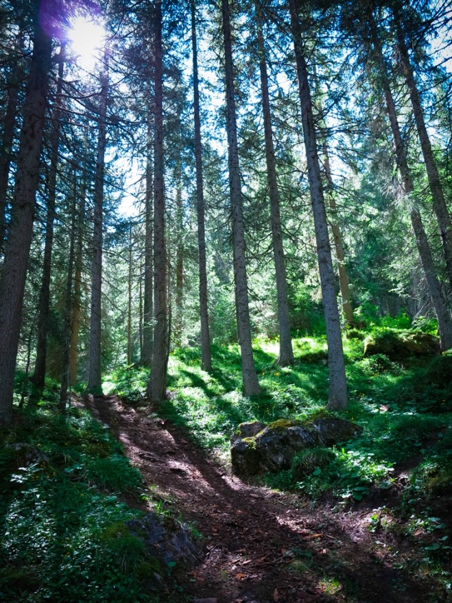 blog_dolomitenwandern-wald06