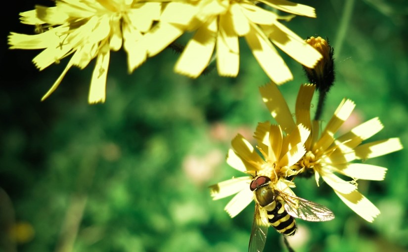 Magic Monday Woche 10 oder: Wandern in den Dolomiten – Wiesen &&nbsp;Blumen