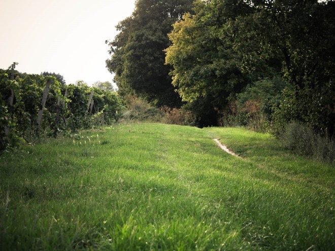 blog_weinberg1309-1
