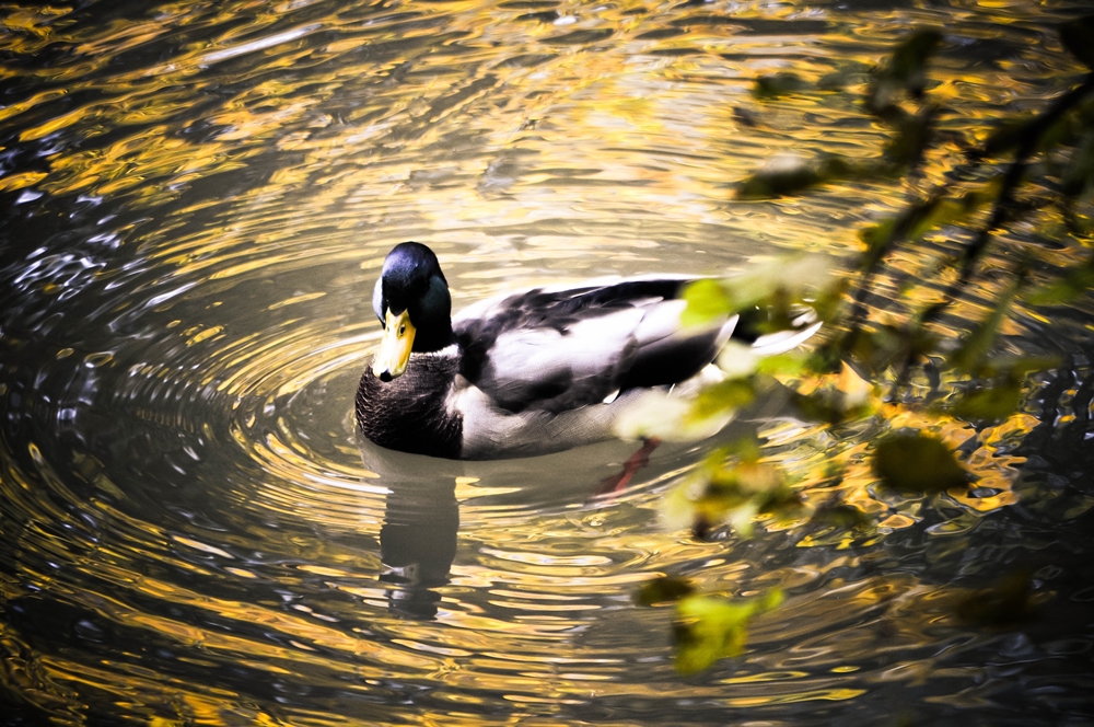 blog_herbstimdehnepark03