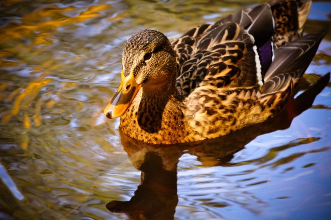 blog_herbstimdehnepark04