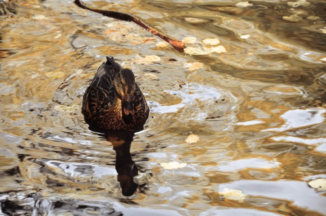 blog_herbstimdehnepark13