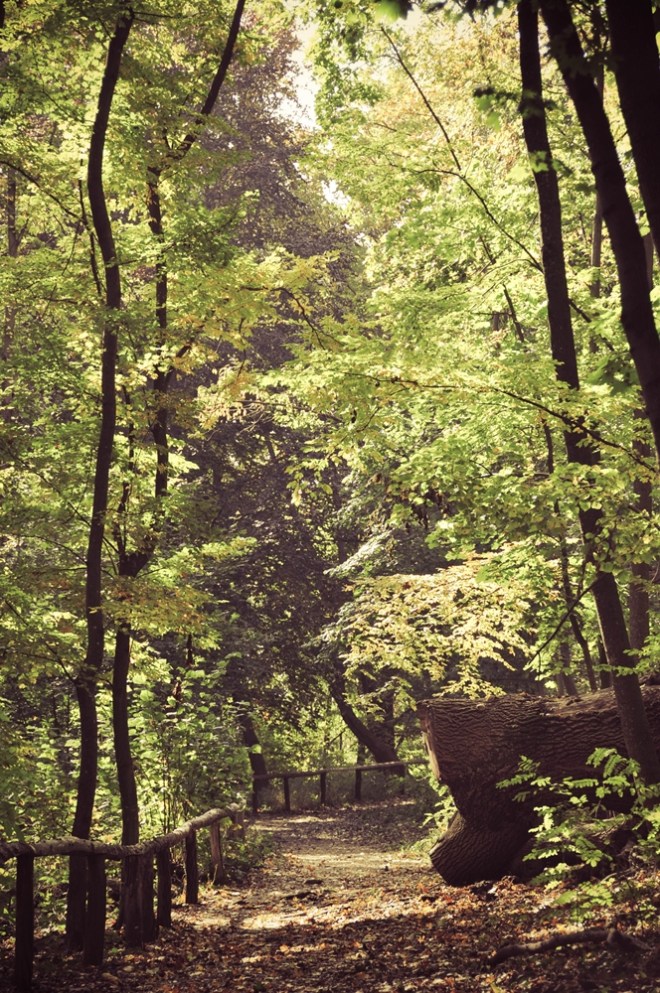 blog_herbstimdehnepark14