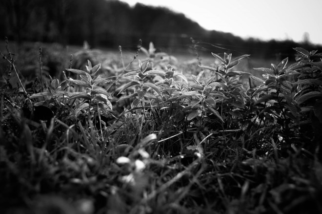 blog_lainzertiergarten1310_2