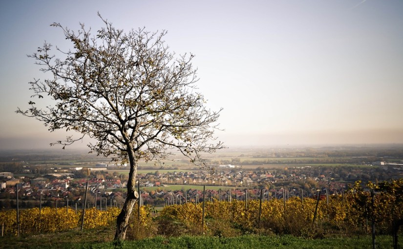 Goldener Herbst in den Weinbergen oder Magic Monday Woche&nbsp;20