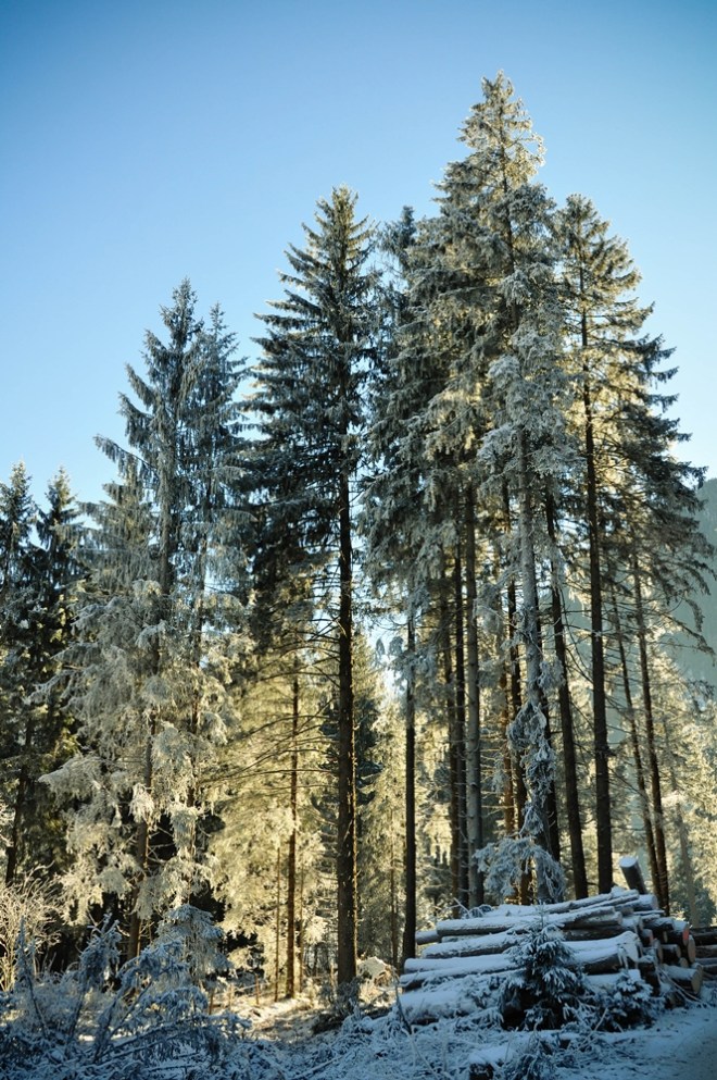 blog_winterlicht1312_5