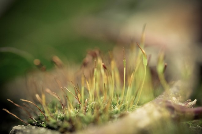 blog_friedhofstmarx_22