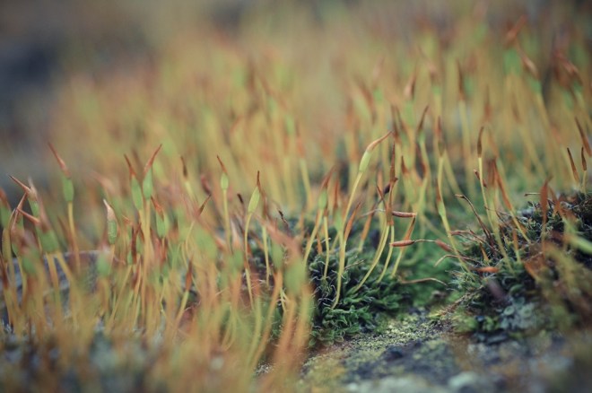 blog_friedhofstmarx_26