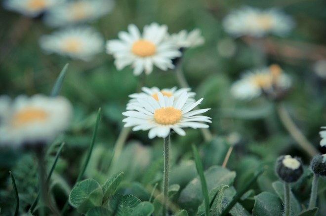 blog_botanischergarten1404-03