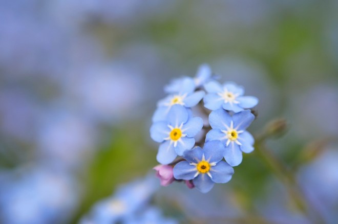 blog_botanischergarten1404-05