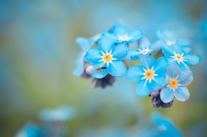 blog_botanischergarten1404-06