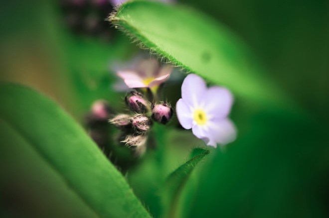 blog_botanischergarten1404-07