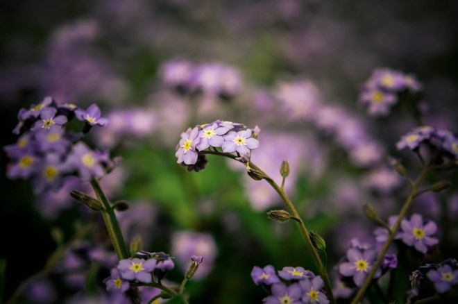 blog_botanischergarten1404-08