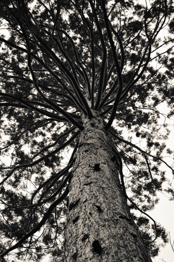 blog_botanischergarten1404-11