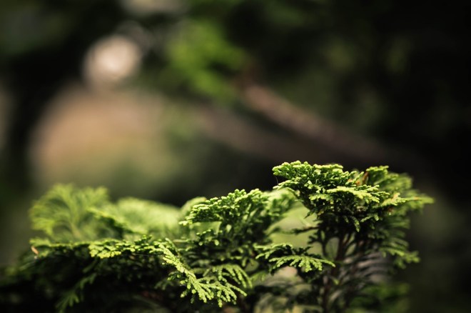 blog_botanischergarten1404-13