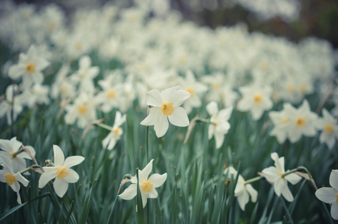 blog_botanischergarten1404-15