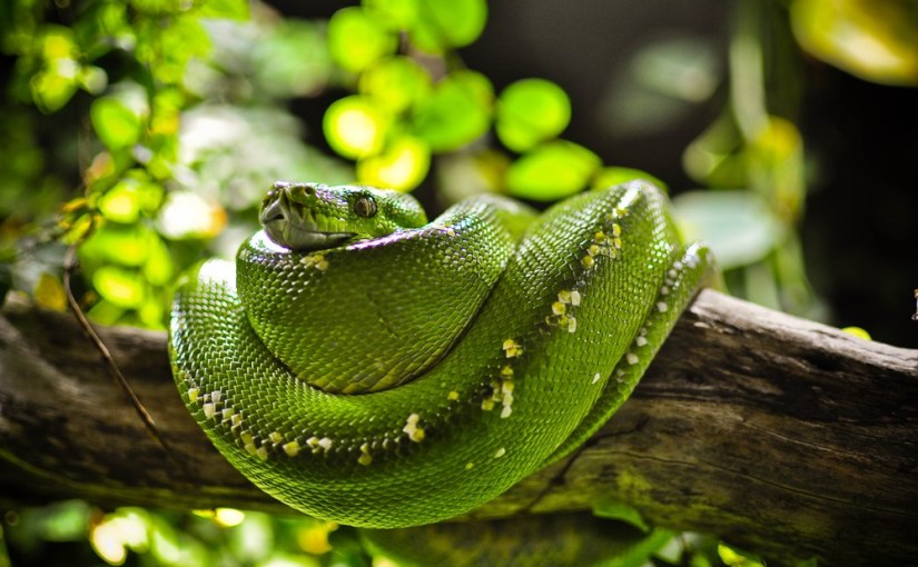 Haus des Meeres: Zu Gast bei Mowgli oder Magic Monday 46 & ein&nbsp;Blog-Award