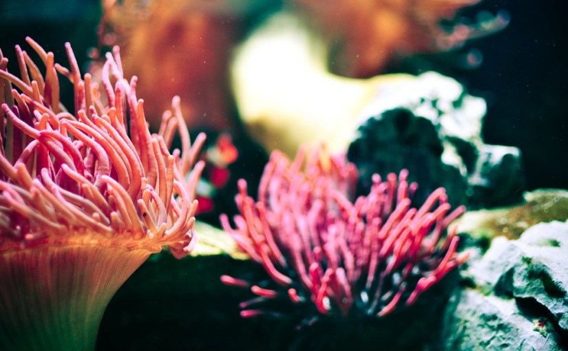 Haus des Meeres: Zu Gast bei Arielle oder Magic Monday 49 & Buchvorstellung „Die Achse meiner&nbsp;Welt“