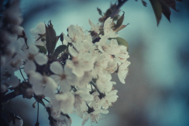 blog_schoenbrunn-analog1403-14