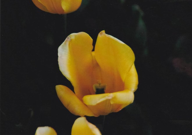 blog_yashica-schoenbrunn1401-8