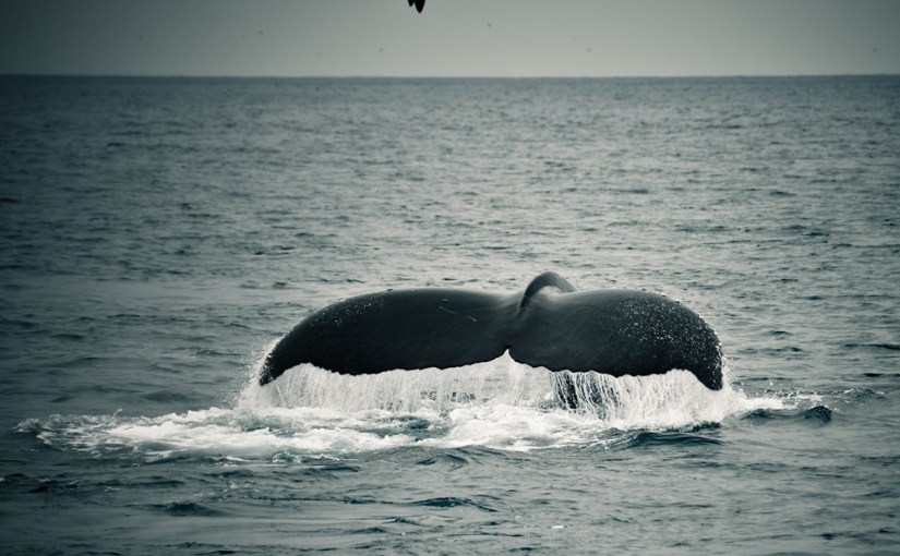 4000km USA: das Überraschungshighlight – Whale Watching oder Magic Monday&nbsp;47