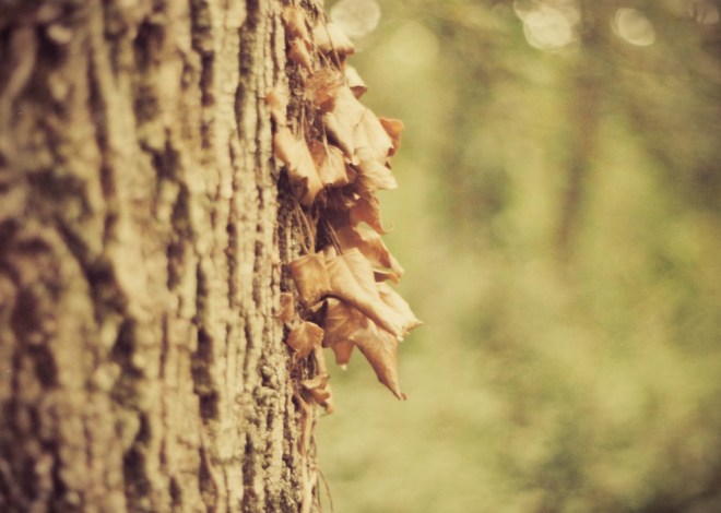 blog_1408_praktica-liechtenstein-detail2