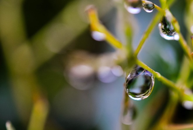 blog_1409-makroausflug-blaetter1