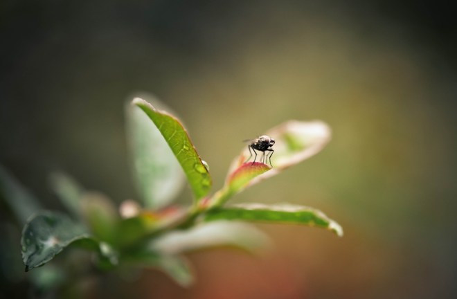 blog_1409-makroausflug-blaetter2