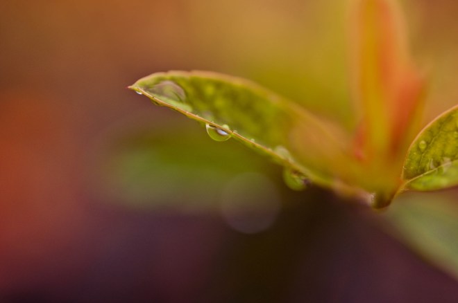 blog_1409-makroausflug-blaetter3