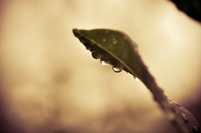 blog_1409-makroausflug-blaetter9