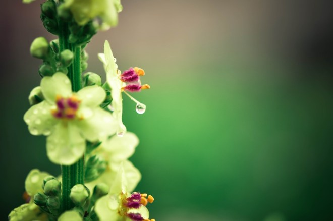 blog_1409-makroausflug-buntes9