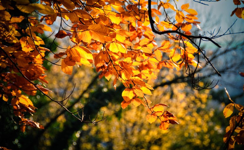 Bunte Blätter in Baden und Projektidee: ein Zweiwochenjahresprojekt aus&nbsp;Buchstaben
