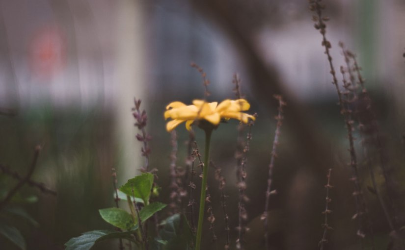Mein digitales Analogexperiment: ein Spaziergang durch die Vorweihnachtszeit mit Nikon &&nbsp;Pentacon
