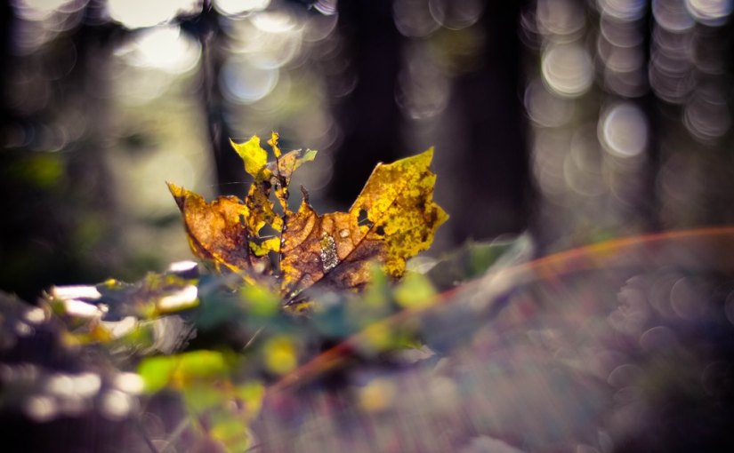 Meine große Fotoliebe: das Gegenlicht oder Magic Letters:&nbsp;L