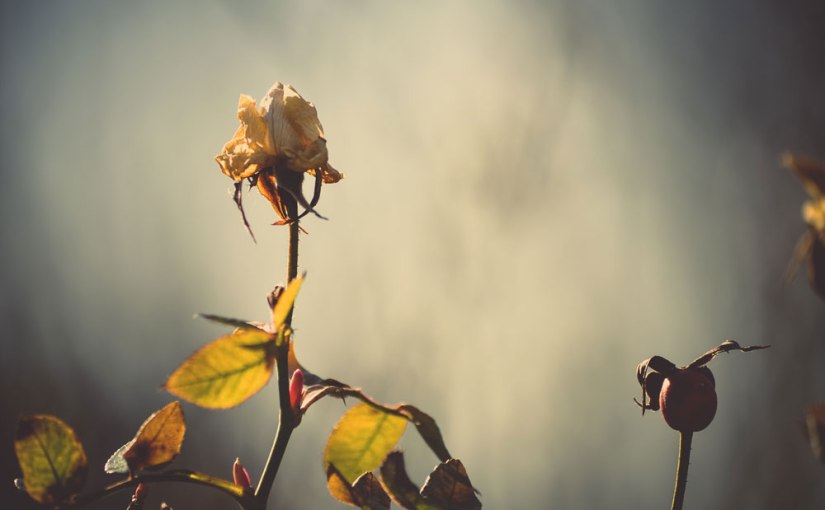 Kurpark Oberlaa 2 & „Alles fließt“ & 11 neue&nbsp;Antworten