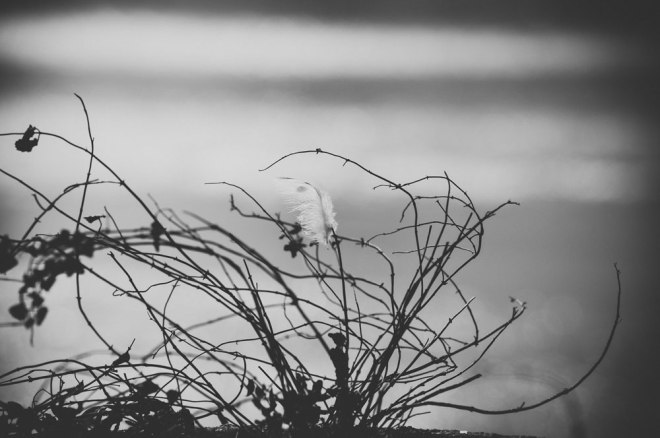 blog_kurparkoberlaa-1502-bw2