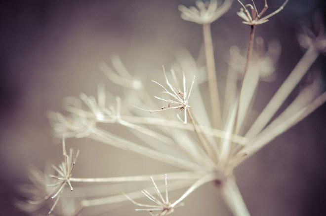 blog_perchtoldsdorferheide1503-1