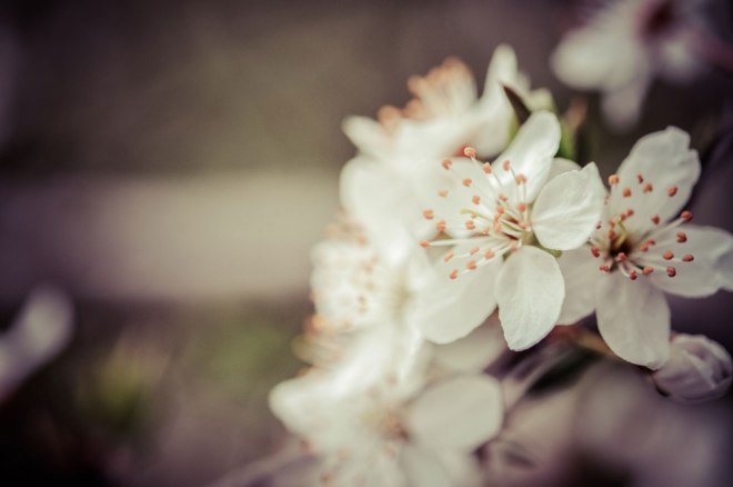 blog_osternsteinhofgründe1