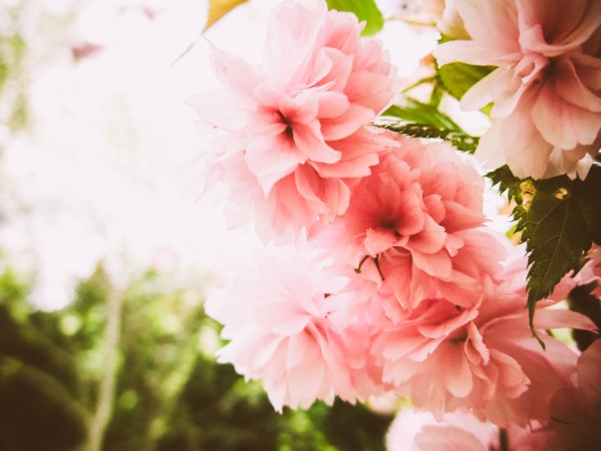 blog_setagayapark1504-1