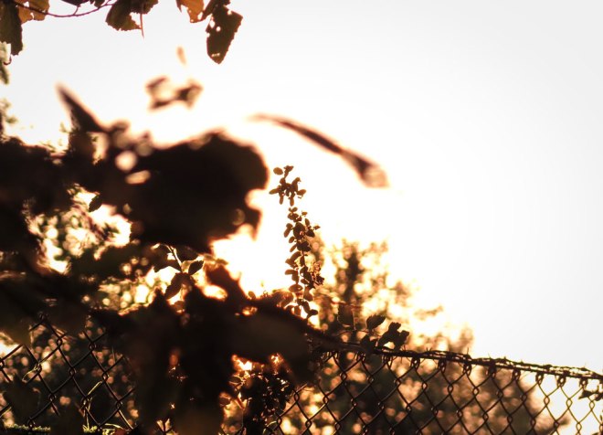 blog_kurpark-oberlaa-abendlicht7