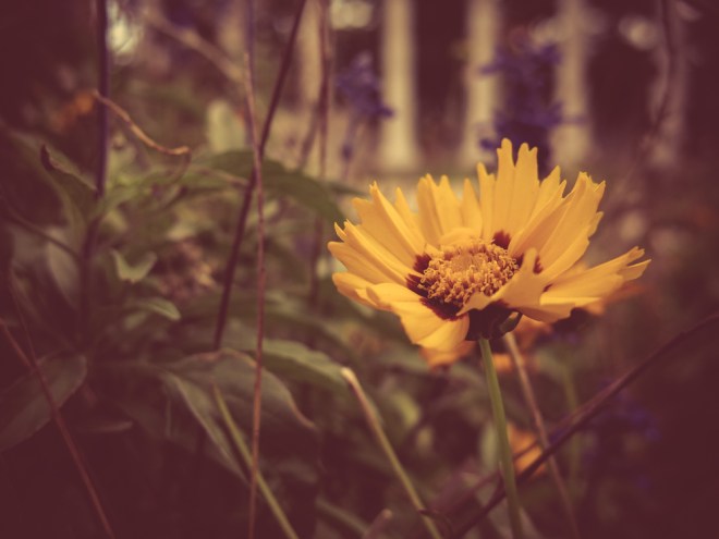 blog_fotowalk-wienwiedamals10