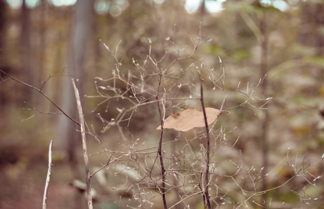 blog_spaziergangmitpferd7