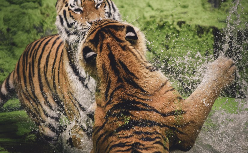 Tierische Mitbringsel aus der Zeit zwischen den Jahren und aus dem kaiserlichen&nbsp;Tiergarten