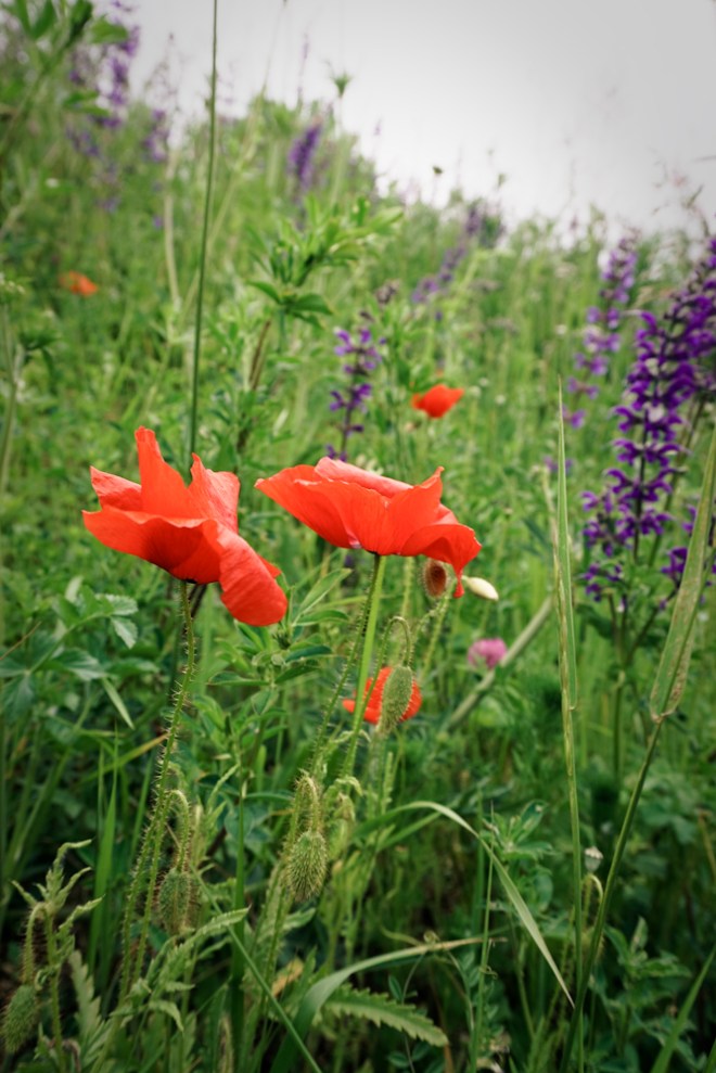 blog_mohnblumenwiese3