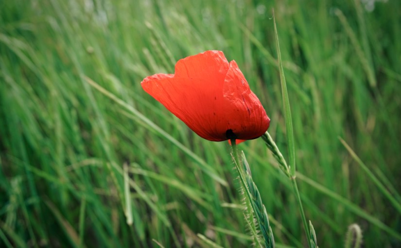 Ein metaphorisches Gedicht über&nbsp;Mohnblumen.