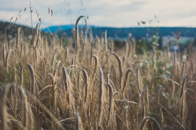 blog_gaaden-feld1