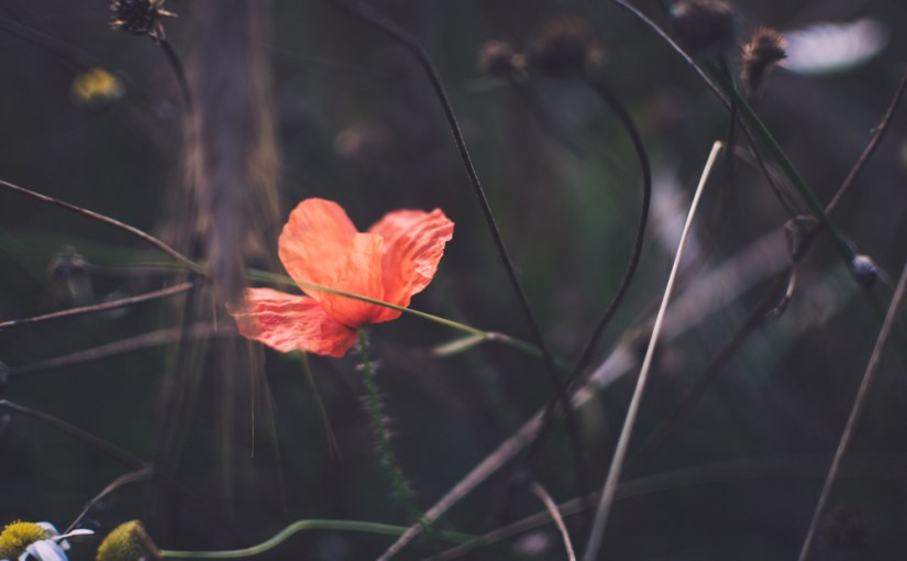 Reflexionen am Abend, draußen im&nbsp;Feld.
