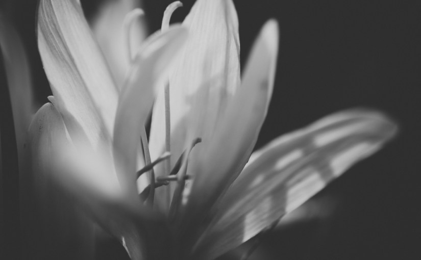 Herbst. Zeit. Lose. & [Wort]&nbsp;Schatten