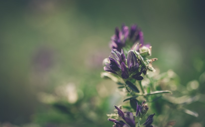 Herbstdetails in Wien & Bitte um euer&nbsp;Feedback!